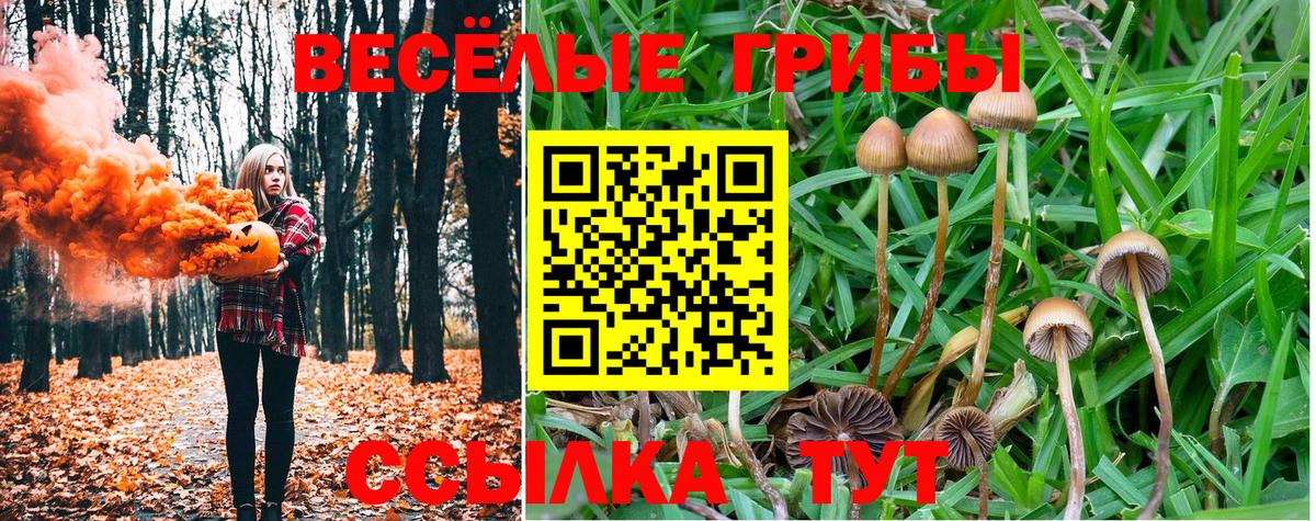 Шали  Галлюциногенные грибы Cubensis  Вход с VPN 